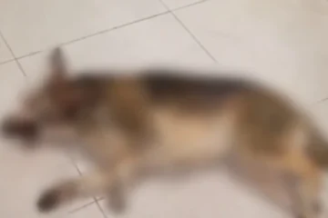 У магазині «Фора» в Гостомелі охоронець вбив собаку металевою палицею