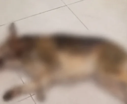 У магазині «Фора» в Гостомелі охоронець вбив собаку металевою палицею