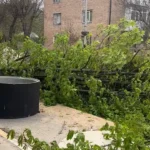 У Бучі масово зрізають дерева заради облаштування безбар’єрної вулиці