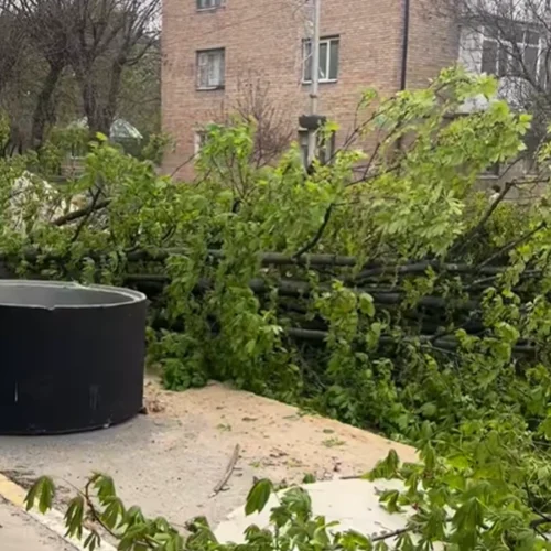 У Бучі масово зрізають дерева заради облаштування безбар’єрної вулиці