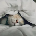 Важка ковдра покращує сон?
