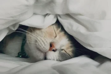 Важка ковдра покращує сон?