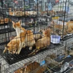 У В’єтнамі врятували понад 400 котів, яких викрали для продажу і забою
