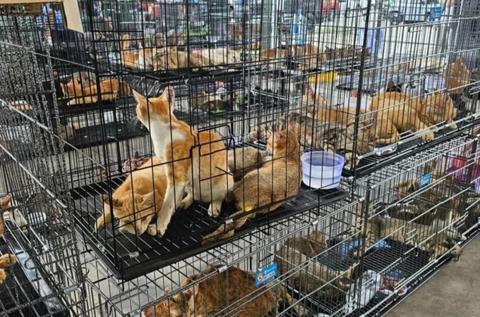 У В’єтнамі врятували понад 400 котів, яких викрали для продажу і забою