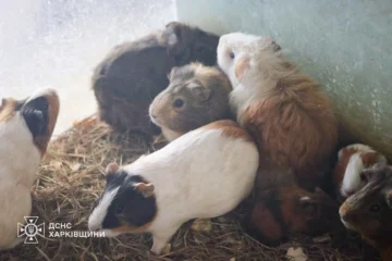 Росіяни вдарили по зоопарку в Харкові: загинули морські свинки