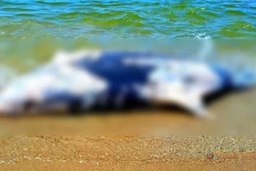 Через війну в Чорному морі за місяць загинуло понад півсотні дельфінів