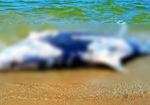 Через війну в Чорному морі за місяць загинуло понад півсотні дельфінів
