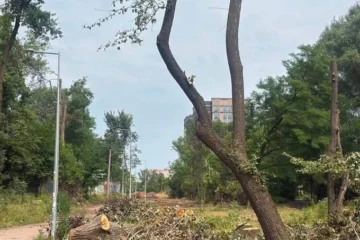Спілка архітекторів: замість понад 600 дерев на Теремках можна було зрубати 11