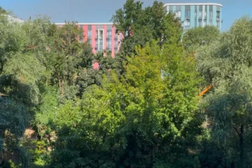 Чи можна було врятувати дерева на Теремках і яка альтернатива? Запитали в активістів і КМДА
