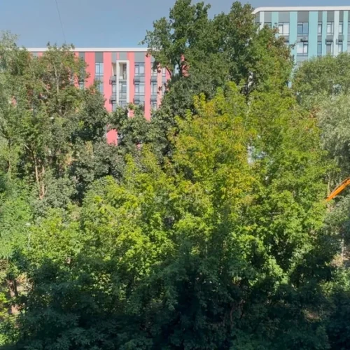 Чи можна було врятувати дерева на Теремках і яка альтернатива? Запитали в активістів і КМДА