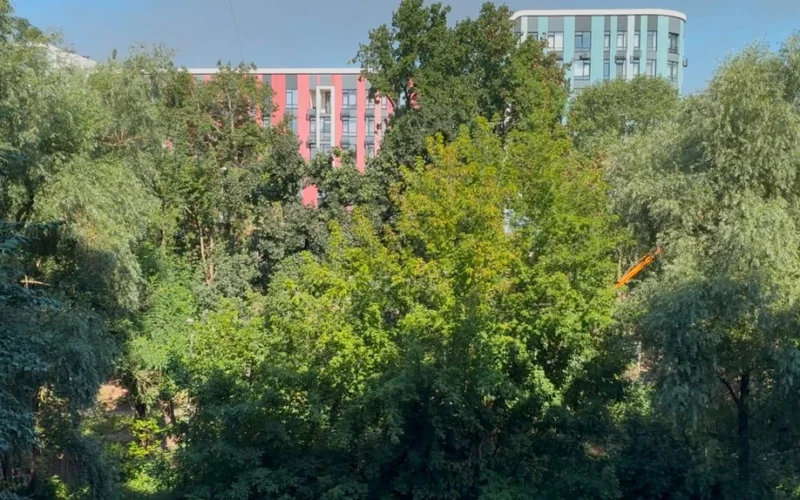 Чи можна було врятувати дерева на Теремках і яка альтернатива? Запитали в активістів і КМДА