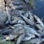 У Софіївській Борщагівці оголосили надзвичайну екологічну ситуацію через загибель трьох тонн риби
