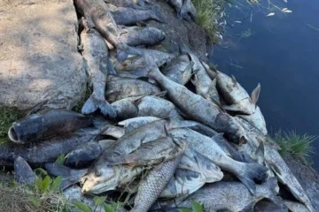 У Софіївській Борщагівці оголосили надзвичайну екологічну ситуацію через загибель трьох тонн риби