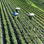 У Південній Кореї через спеку на полях «зварився» врожай