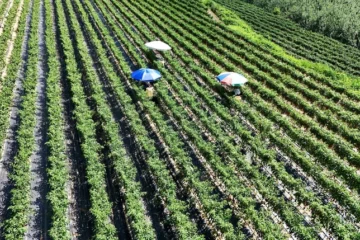 У Південній Кореї через спеку на полях «зварився» врожай