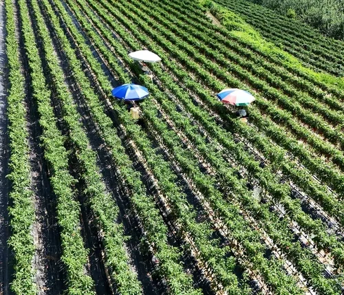 У Південній Кореї через спеку на полях «зварився» врожай