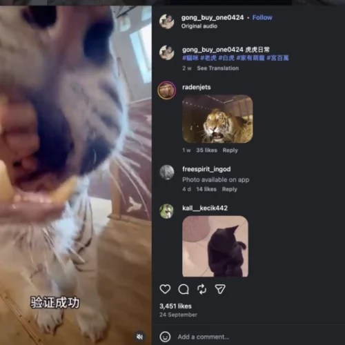 Китайська блогерка тримає в неволі білу тигрицю на Київщині: UAnimals подала заяву до поліції