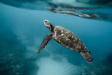 Більше, ніж людей. На Сейшелах зросла популяція гігантських черепах, які були на межі зникнення